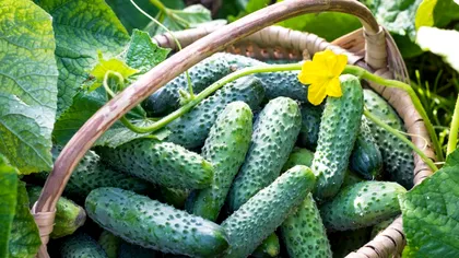 Ce să plantezi lângă castraveți pentru a obține o recoltă bogată. Vor fi feriți de dăunători și vor avea un gust mai bun