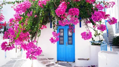 Cea mai instagramabilă plantă din Grecia, apare în toate pozele turiștilor. E superbă, însă abia acum află ce este floarea de hârtie