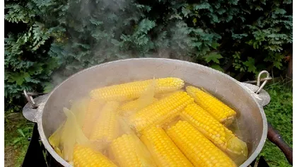 Ce se pune pe fundul oalei, când faci porumb fiert. Trucul mamei care îți aduce aminte de gustul copilăriei