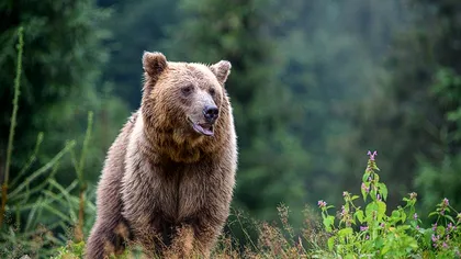 Inconștiență uriașă, chiar și după tragedia de la Jepii Mici. Doi tineri, atacați de urs în timp îi dădeau de mâncare și se filmau