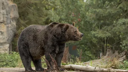 Răsturnare de situație în cazul morții Mariei, tânăra atacată de urs. Ce au descoperit medicii la autopsie