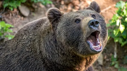 Tragedia de la Jepii Mici s-a derulat în direct, cu dispecerii 112 în telefon. Ce le-a spus tânăra de 19 ani, ultimele ei cuvinte