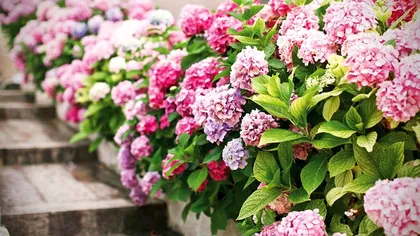 Amestecul cu care să stropești toamna hortensiile. Vor înflori spectaculos an de an