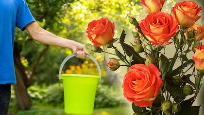 Când se udă trandafirii în august. Ai greșit mereu, regula de aur pentru flori parfumate