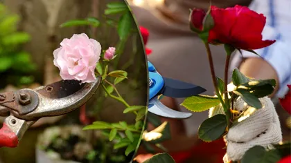 Cum trebuie tăiați trandafirii în luna august ca să explodeze de flori anul următor. Trucul pe  care nici cei mai iscusiți grădinari nu-l știu