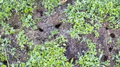 De ce apar găuri în pământul din grădina ta. Ce se întâmplă, de fapt, care este cauza