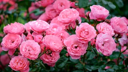 După o singură stropire, trandafirii vor exploda de flori. Grădinarii iubesc acest tratament, e cel mai bun