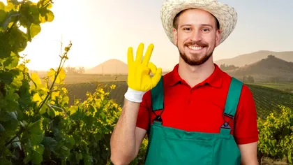 În ce lună se plantează vița-de-vie toamna. Schema agricultorilor pentru recolte bogate