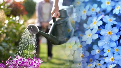 Ingredientul surpriză cu care să uzi grădina cu flori vara și toamna. E un aliat neașteptat pentru plantele tale