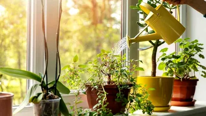 La cât timp se udă plantele de apartament vara. Ghid simplu și practic pentru flori sănătoase