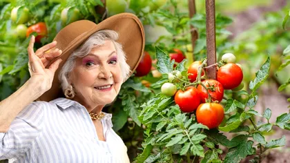 Lângă ce legume se plantează, de fapt, roșiile. Vecinii care asigură o recoltă bogată în fiecare an