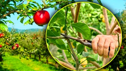 Zilele din august când să tai pomii din livadă astfel încât să explodeze de fructe. Calendarul grădinarilor iscusiți