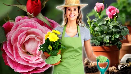 Acum este momentul să plantezi acești 5 trandafiri în curte. Iubesc toamna și rezistă la frig