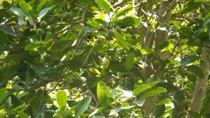 Iluzia optică din junglă. Ești un geniu dacă descoperi în doar 15 secunde pasărea care se ascunde în această imagine