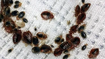 Ingredientul din bucătărie care te scapă definitiv de ploșnițe. Cum trebuie folosit pentru rezultat garantat, nu trebuie să dai bani pe soluții scumpe din comerț