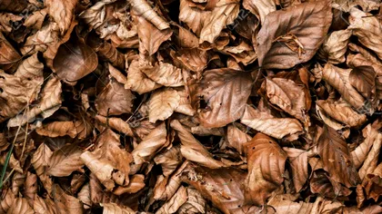 Unde se aruncă frunzele uscate toamna, de fapt. Mulți fac greșeala asta