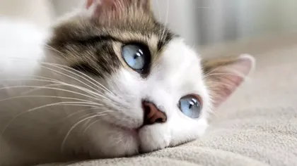 10 lucruri interesante despre pisicile albe. De ce majoritatea acestor feline sunt surde