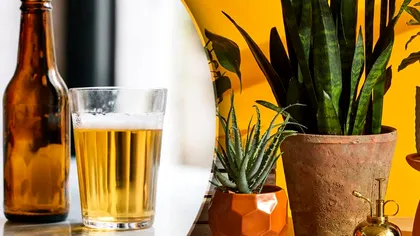 De ce se șterg frunzele plantelor cu bere. Trucul genial pe care trebuie să-l încerci