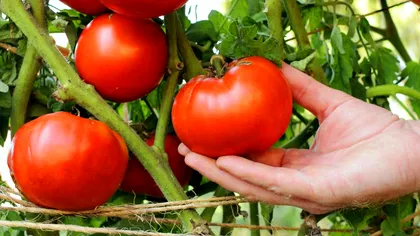 Cum să ai roșii de două ori mai mari și zemoase în grădină, în fiecare an. Secretul constă în această soluție ușor de preparat