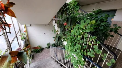 Ce amendă riscă românii care pun ghivecele cu flori pe scara blocului. Regulile de care trebuie să ții cont pentru a evita sancțiunile