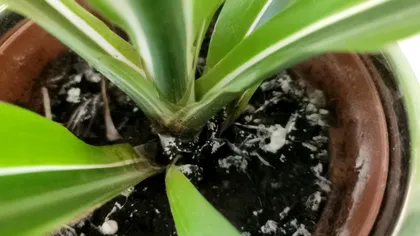 Cum scapi de mucegaiul din ghivece. De ce apare în special iarna, greșeala pe care trebuie să o eviți