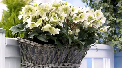 Ce să pui în pământul Trandafirului Crăciunului ca să înflorească toată iarna. Secretul celor mai pricepuți grădinari