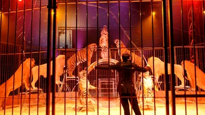 Panică la un spectacol de circ în Italia: leii si tigrii din arenă s-au răzvrătit, publicul a luat-o la fugă