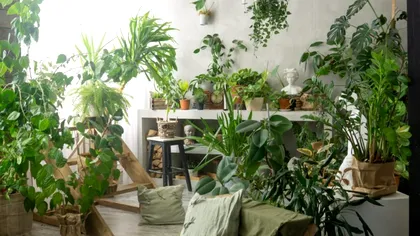 Planta pe care este bine să o ai în casă în 2025. Aduce bogăție și noroc