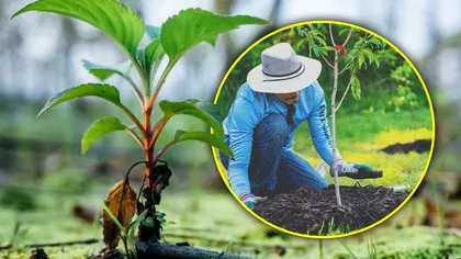Pomul pe care e bine să-l plantezi în grădină în luna februarie. Aduce bogăție și noroc pe toate planurile