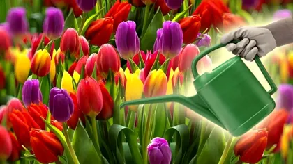 Cu ce să stropești lalelele în luna februarie ca să înflorească spectaculos. Grădina ta va fi plină de flori toată primăvara