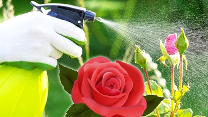 Cu ce să stropeşti trandafirii în aceste zile pentru a exploda de flori. Trebuie să fie peste 5 grade Celsius afară, vei avea o grădină de invidiat