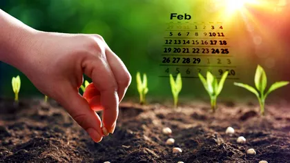 Legumele care se plantează la final de februarie, în grădină. Aşa te asiguri că ai devreme roade bogate