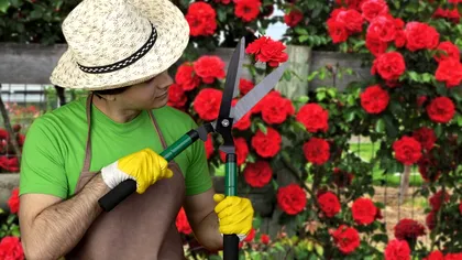 Momentul ideal pentru a tăia trandafirii ca să se umple de flori mari și frumoase la vară. Vor arăta spectaculos