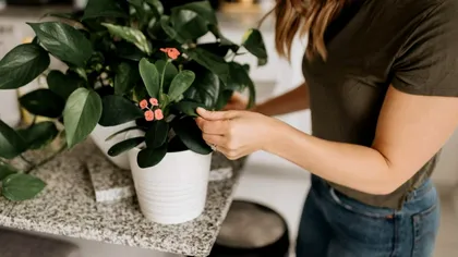 Cel mai bun moment pentru a muta plantele afară după iarnă. Greșeli pe care să le eviți când faci tranziția