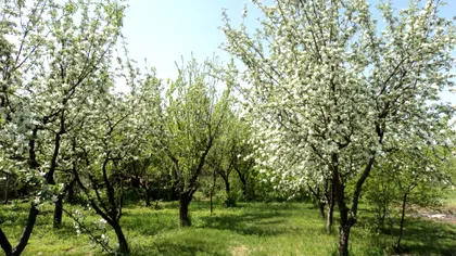 Cum protejăm de ger pomii înfloriţi? Metodele din bătrâni