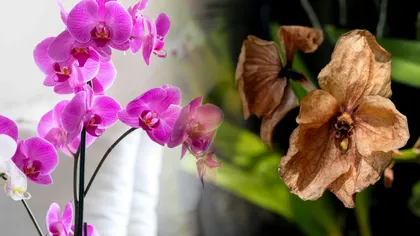 Cum să salvezi rapid o orhidee ofilită. Trucul secret folosit de horticultori ca să înflorescă spectaculos ani la rând