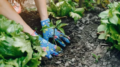 Legume pe care le poți planta primăvara pentru a le recolta în luna mai: 5 opțiuni rapide și ușor de îngrijit
