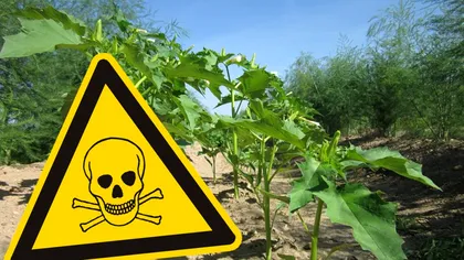 Planta pe care nu ar trebui să o cultivi sub nicio formă în grădină. Este toxică și îți va crea numai probleme