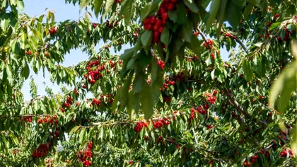 Soiuri românești de cireși care rezistă la boli și oferă producții mari. Ce merită plantat în grădină?