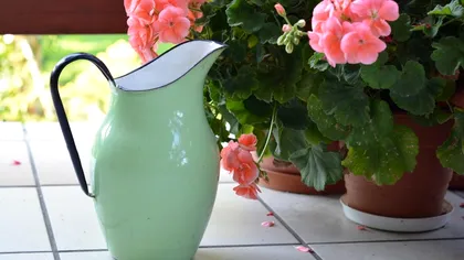 De ce ar trebui să uzi plantele cu apă minerală. Rezultatele apar după doar câteva utilizări