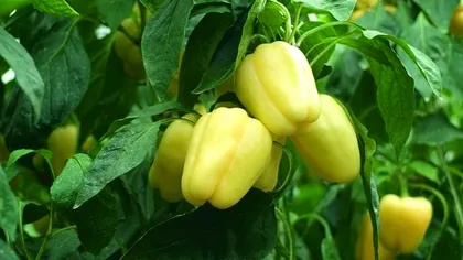 Ce să plantezi lângă ardeiul gras ca să obții o recoltă dublă. Trucul simplu pe care îl aplică adesea grădinarii cu experiență