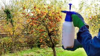 Ce să presari la rădăcina merilor, după 1 aprilie. Vei culege peste 120 de kilograme de mere dintr-un singur pom