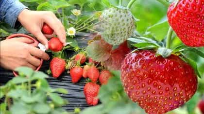 Ce să presari peste florile de căpşuni pentru a dubla producţia. Fructele vor fi mai dulci ca niciodată