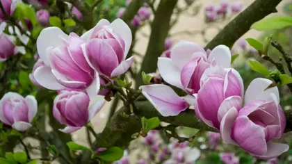 Ce să pui la rădăcina magnoliei ca să rămână înflorită mai mult timp. Bunicile făceau asta în fiecare primăvară