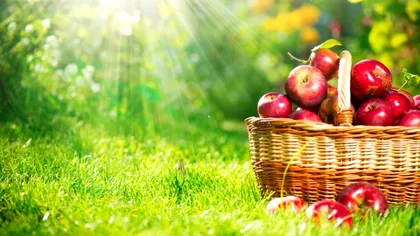 Cu ce să stropeşti merii, perii şi prunii după Paşte pentru a lua zeci de kilograme de fructe dintr-un singur pom