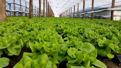 Cu ce să stropeşti salată verde pentru a rezista mai mult timp în grădină. Rămâne fragedă şi nu se ofileşte