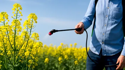 Cu ce se stropește rapița primăvara pentru o recoltă bogată. Tratamentele esențiale din luna aprilie, când apar primii dăunători