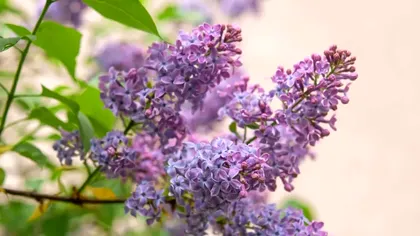 Cum să tai corect liliacul pentru ca florile să reziste mai mult în vază