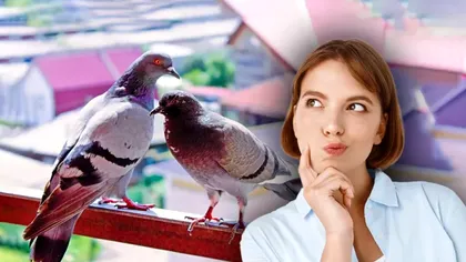 Cum te ajută folia de aluminiu să ții porumbeii departe de balconul locuinței. Obiectele banale din casă de care păsările fug