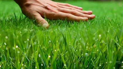 Ingredientul din bucătărie care nu costă nimic, dar care transformă gazonul. Va fi mai verde ca niciodată